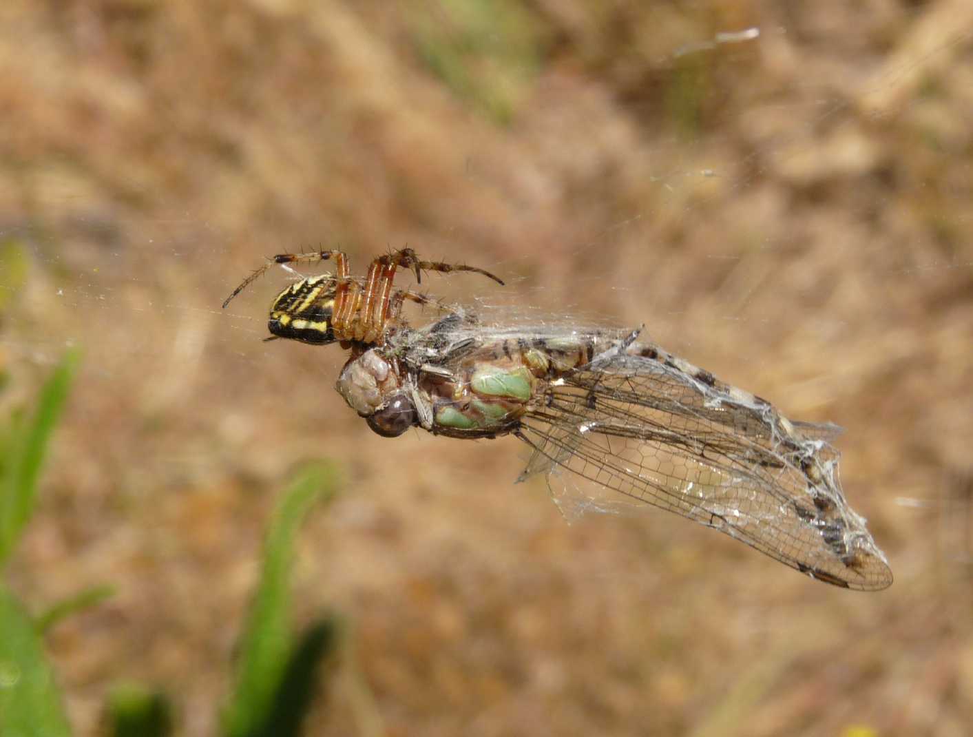 Paragomphus genei predato da ragno